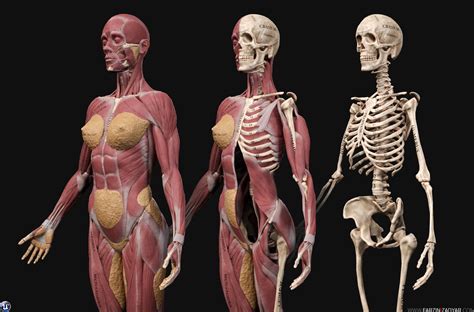 nude female anatomy|Category : Nude women in anatomical position, with labels.